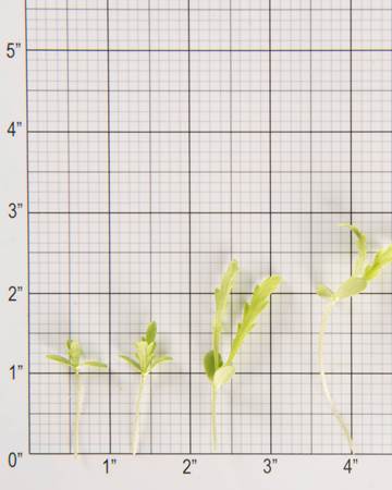 Chrysanthemum-Microgreen-Size Grid